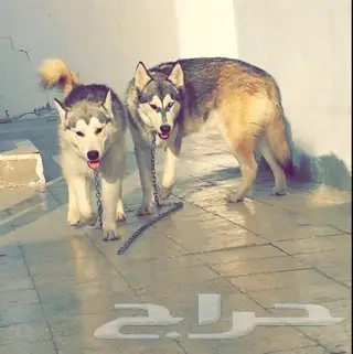 كلاب هاسكي للبيع  (image 2)