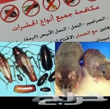 رش مبيدات مكافحة حشرات نمل ابيض صراصير فئران  (image 5)