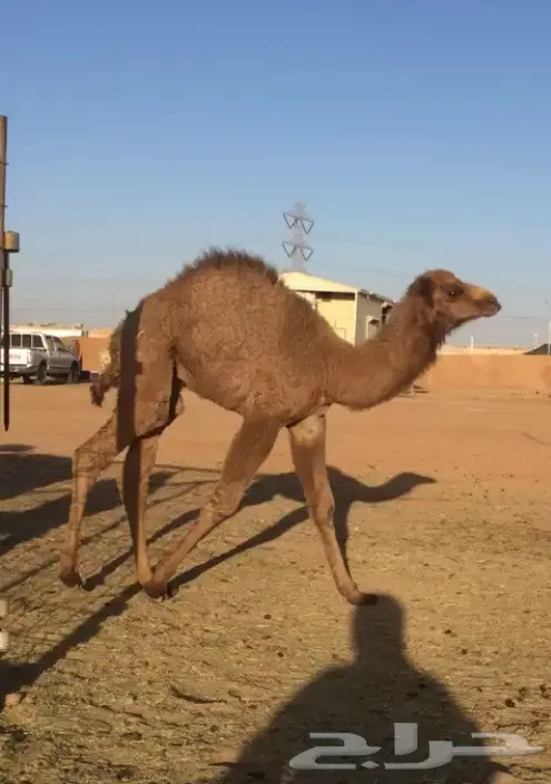 للبيع حاشي ثلاجة (image 2)