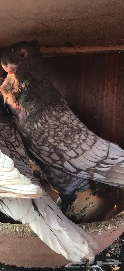 جوز فراشه دايلوت كاكى 