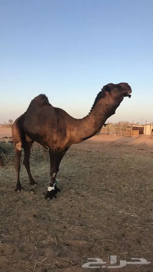 بعير أصيل للبيع - فرصة لا تعوض! (image 3)