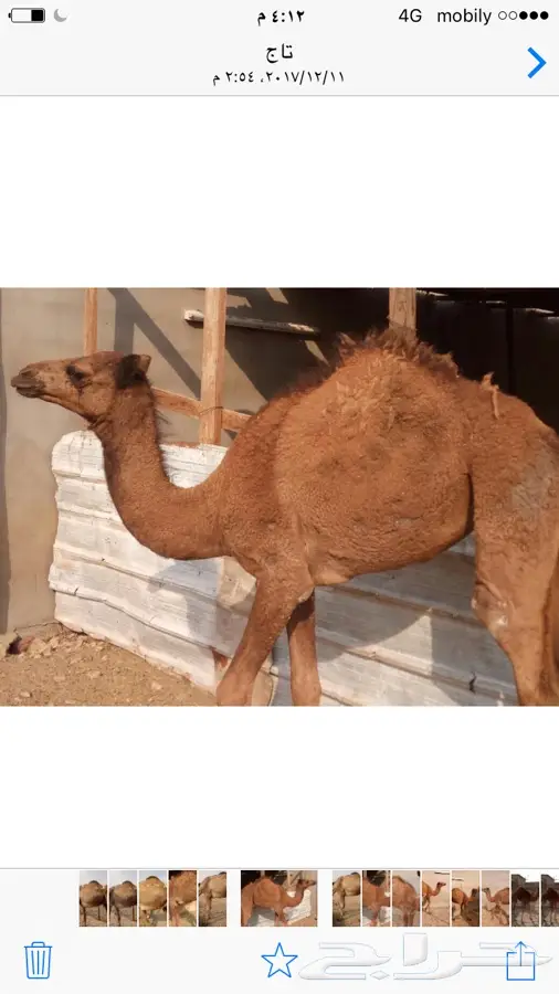 ناقه ساحليه منيحه (image 9)