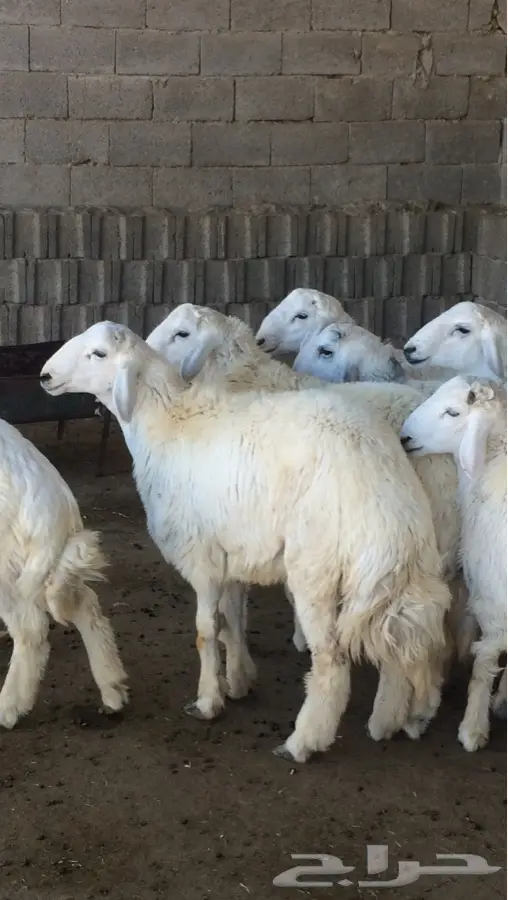 طليان جبره للمناسبات (image 3)