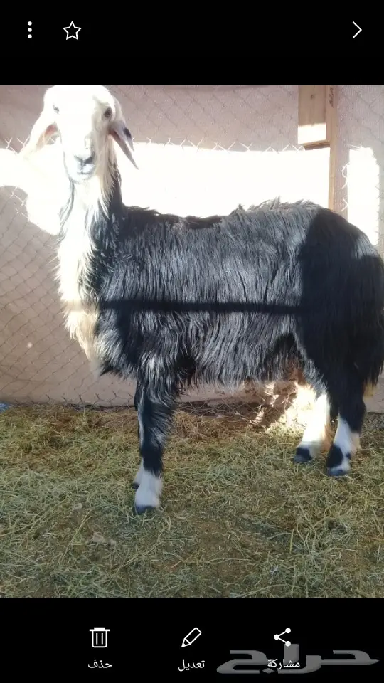 ذبايح جذعه 7شهور فوق بريه ضيوف مناسبات (image 1)