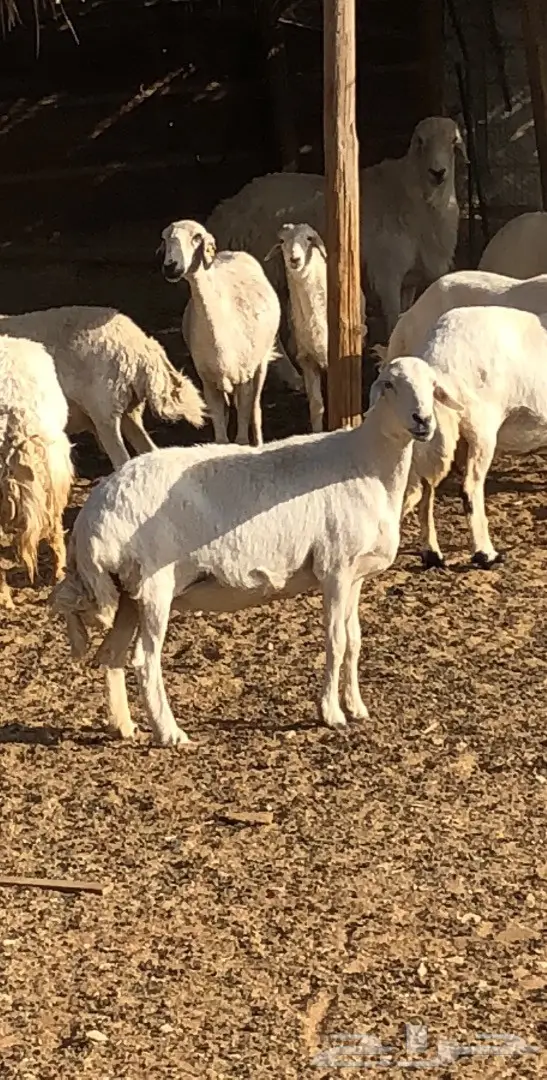 حريات للبيع 