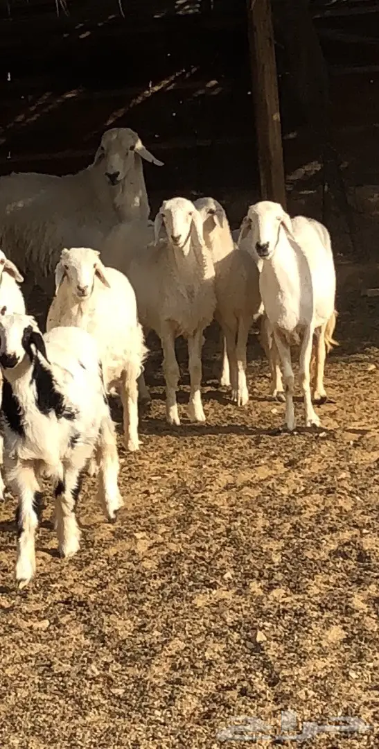 حريات للبيع  (image 1)