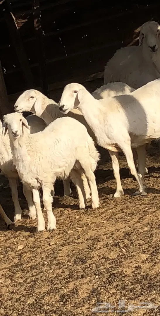 حريات للبيع  (image 2)