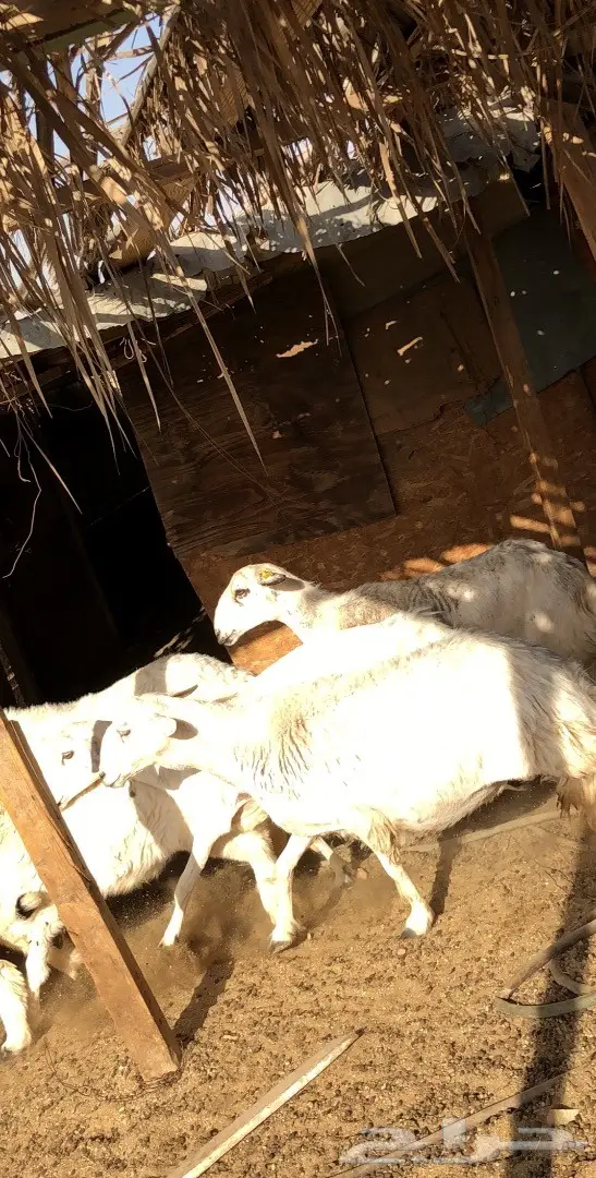 حريات للبيع  (image 3)