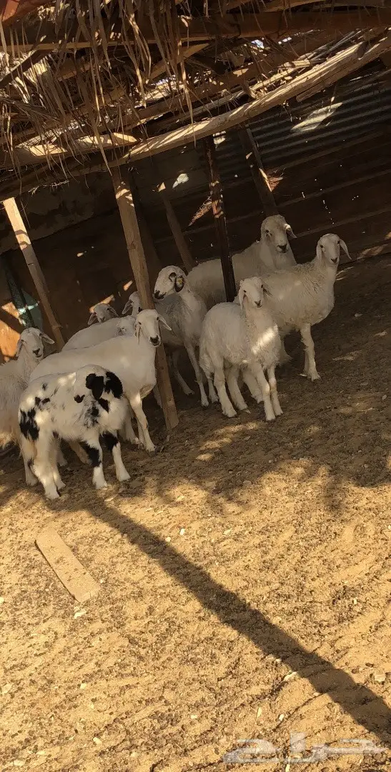 حريات للبيع  (image 4)