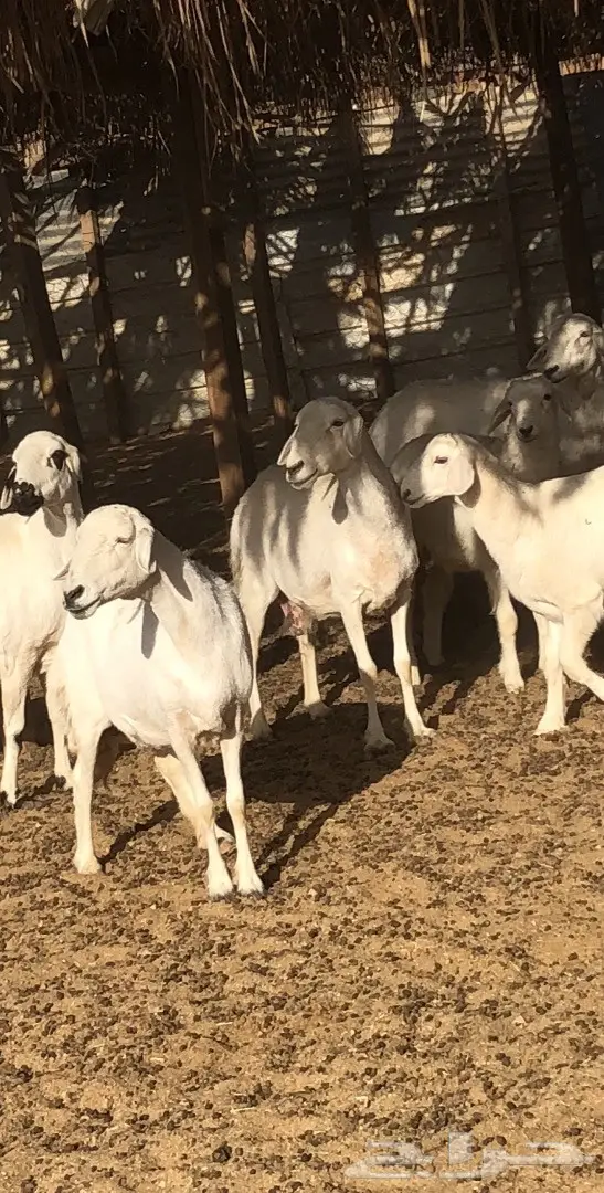 حريات للبيع  (image 5)