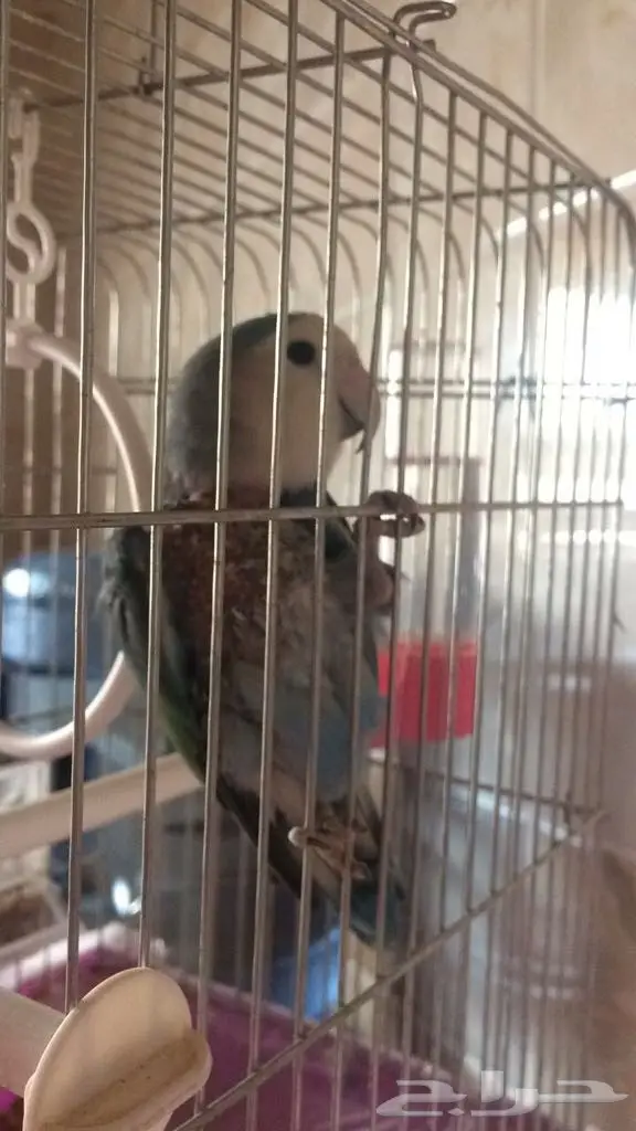 للبيع جوز روز  (image 1)