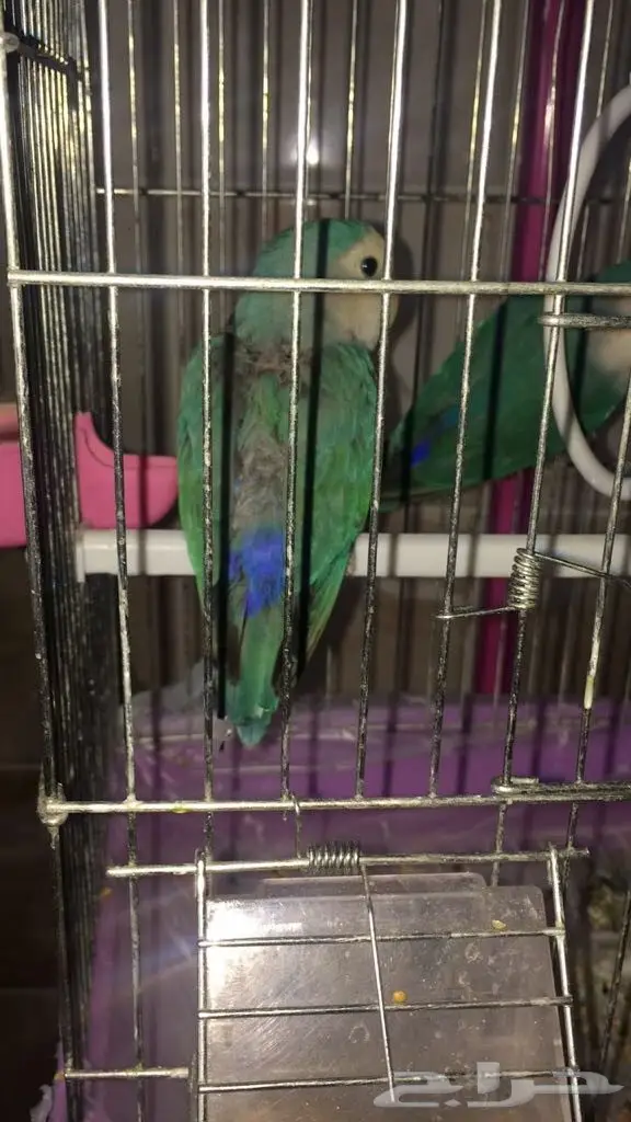 للبيع جوز روز  (image 2)