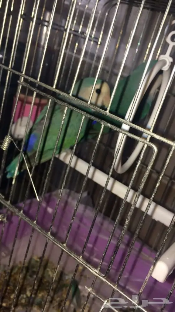 للبيع جوز روز  (image 3)