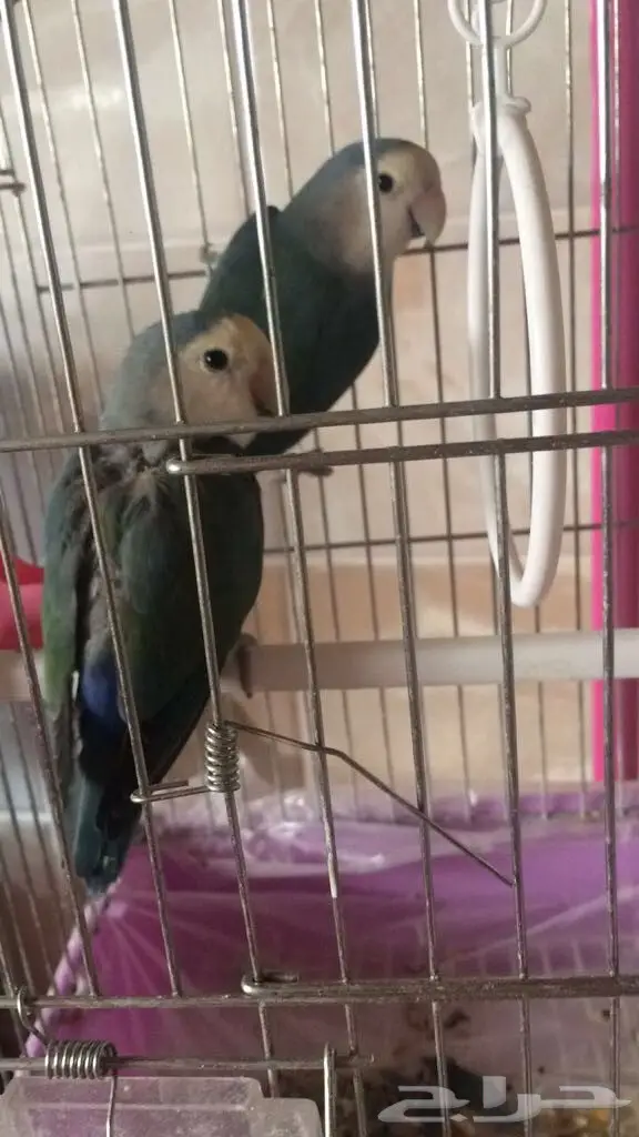 للبيع جوز روز  (image 4)