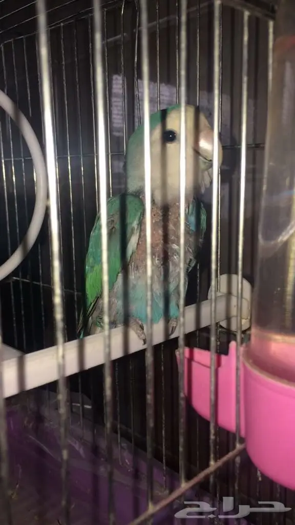 للبيع جوز روز  (image 5)