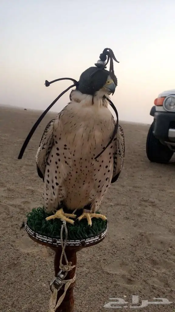 للبيع: فرصة ذهبية! سيارة [نوع السيارة] بحالة ممتازة