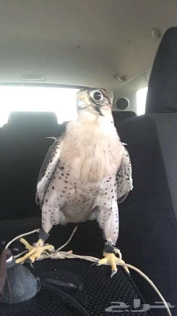 للبيع: فرصة ذهبية! سيارة [نوع السيارة] بحالة ممتازة (image 1)