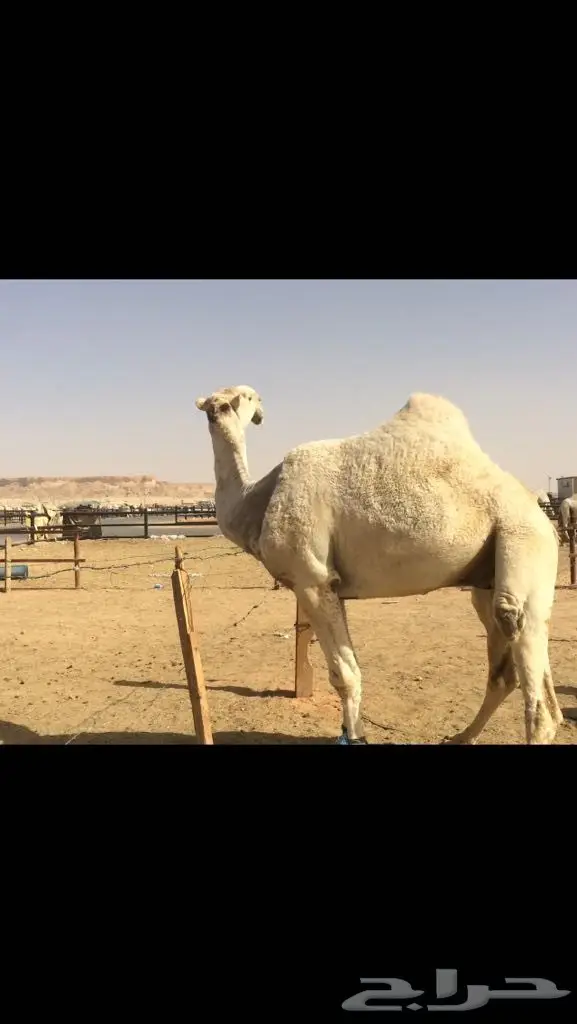 قعود باتلي كفو 