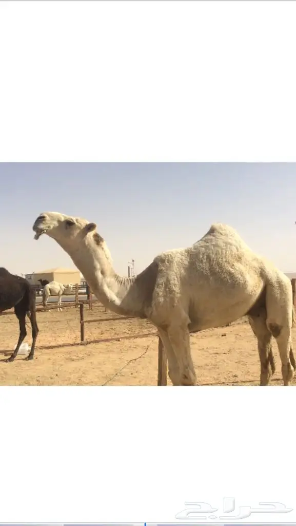 قعود باتلي كفو  (image 1)