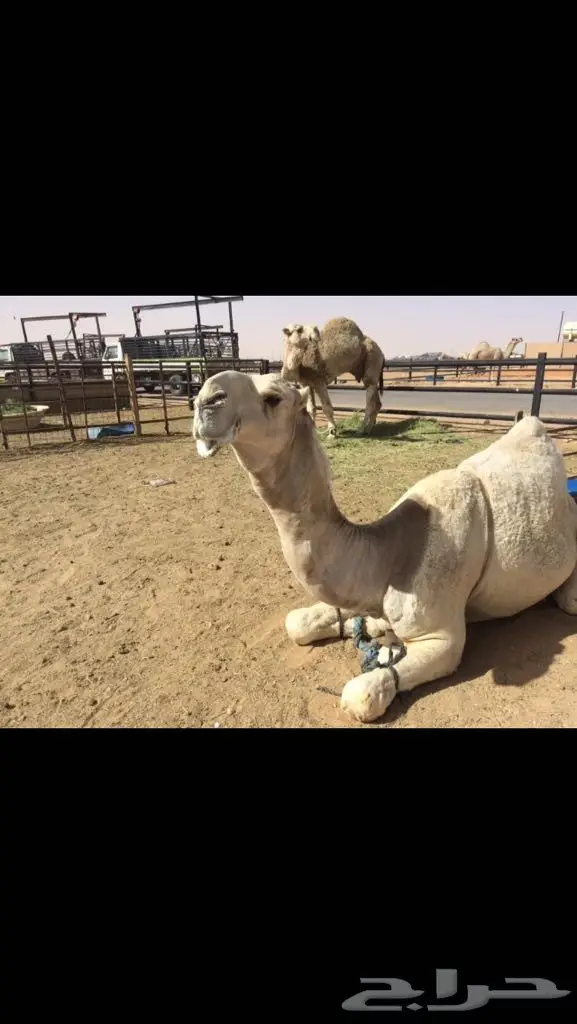 قعود باتلي كفو  (image 2)