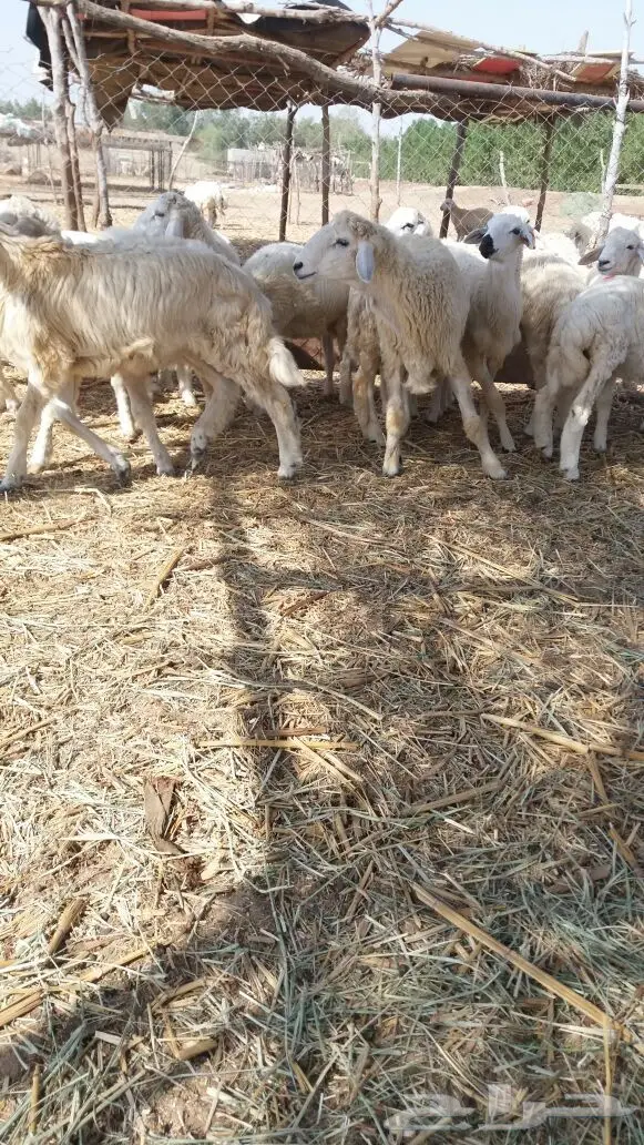 طليان شحم ولحم وطرف  (image 3)