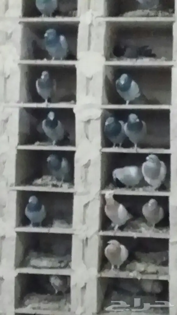 حمام زاجل اجواز  (image 2)