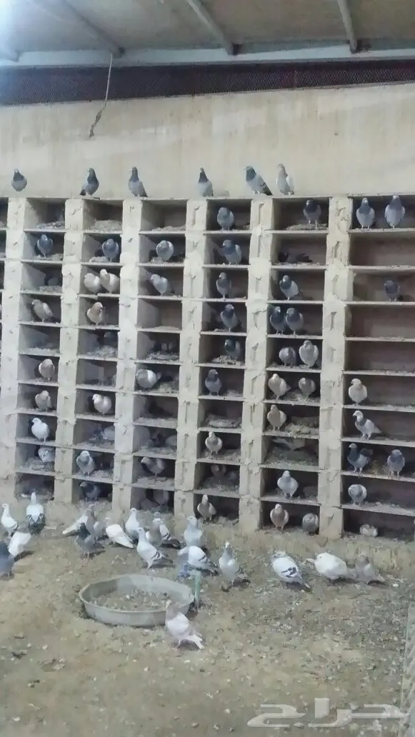 حمام زاجل اجواز  (image 4)