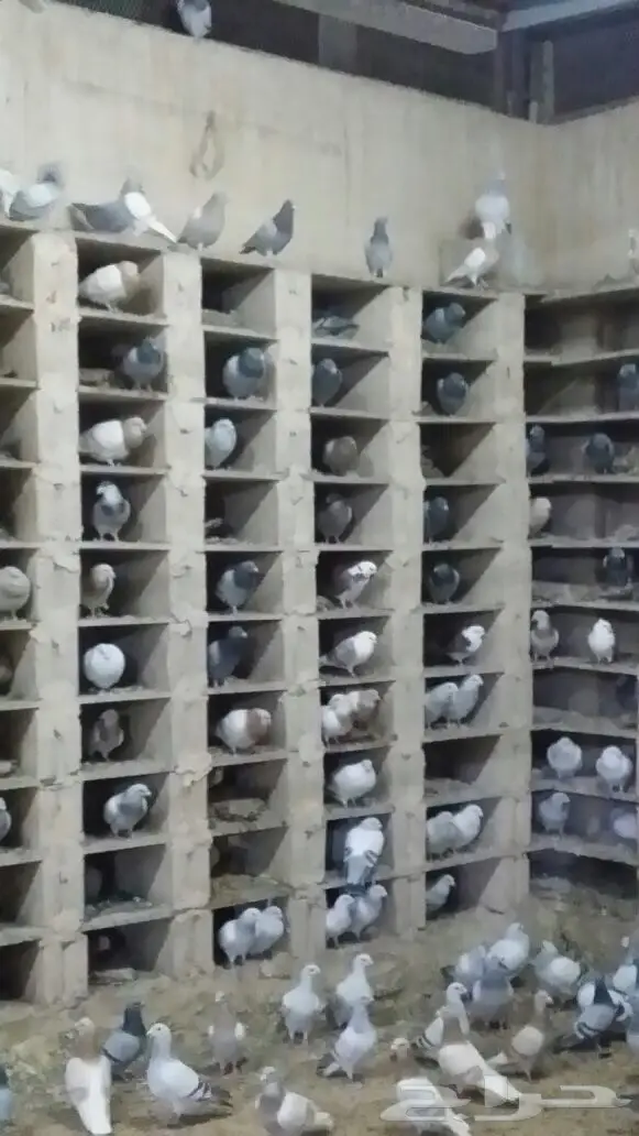 حمام زاجل اجواز  (image 5)