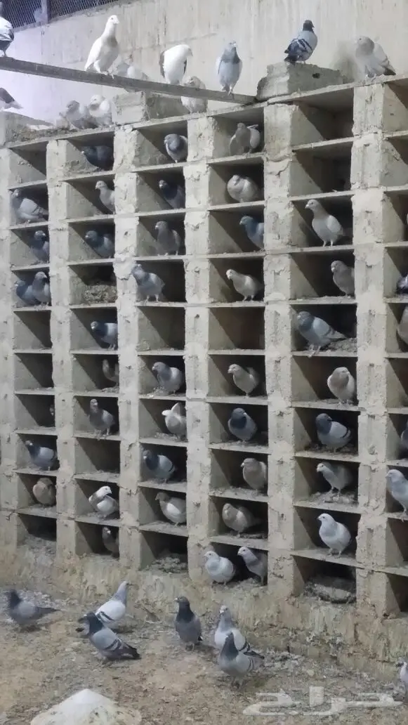 حمام زاجل اجواز  (image 7)