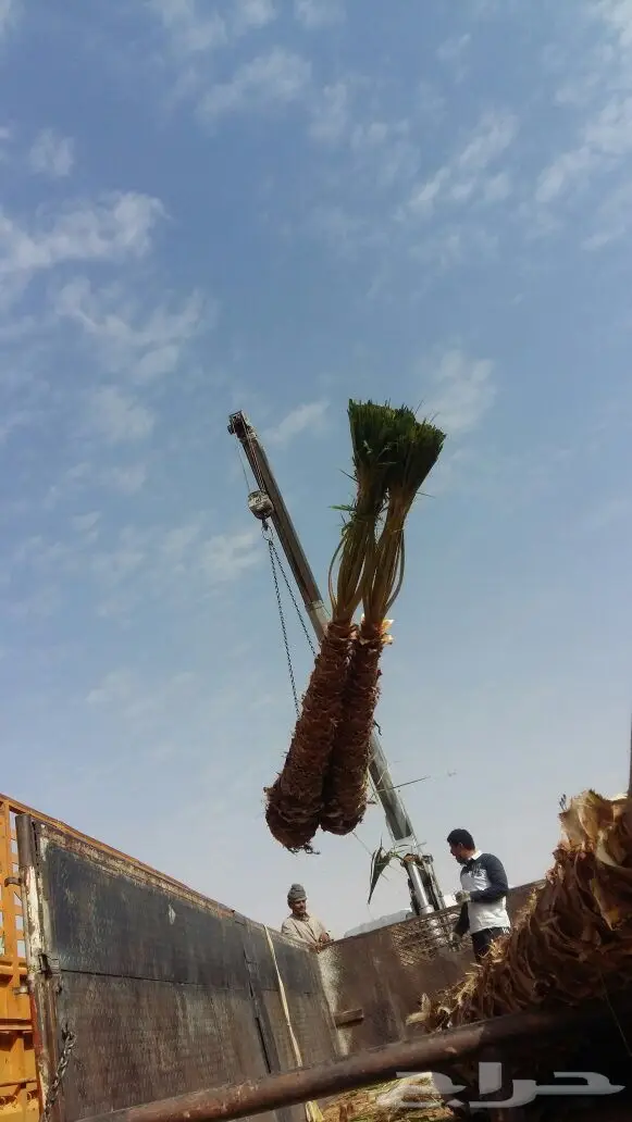 نخيل للبيع  (image 4)
