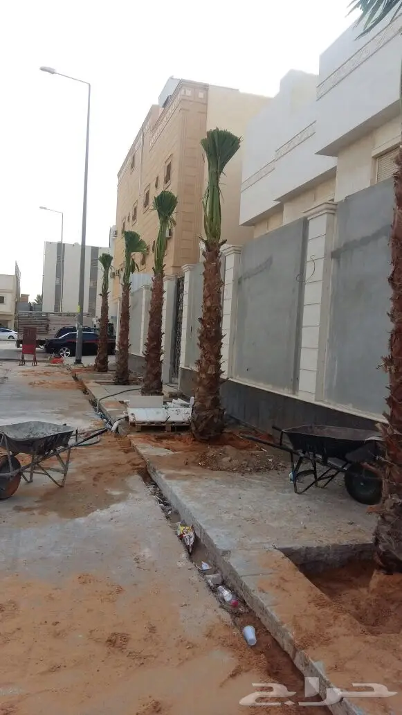 نخيل للبيع  (image 8)