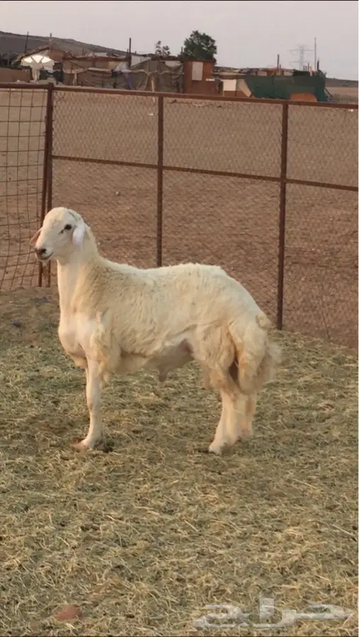 فحل حري مشروط للبيع - فرصة لا تُفوّت! (image 4)