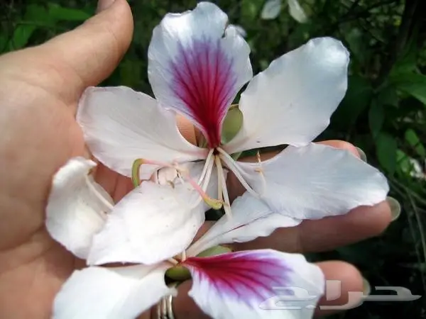 بذور خف الجمل لزراعة (image 3)