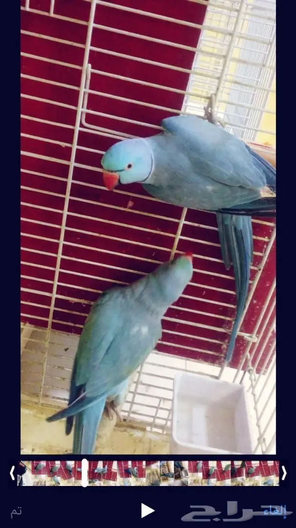 فروخ درة هولندي غر محجلين (image 2)