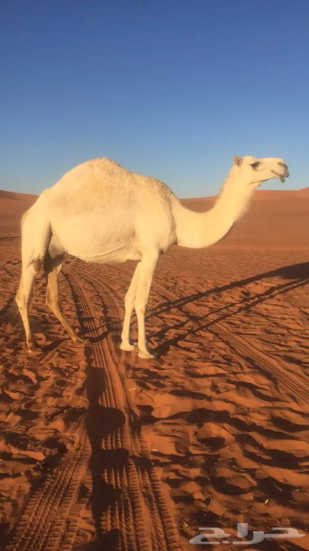 ناقه وضحا طيبه 