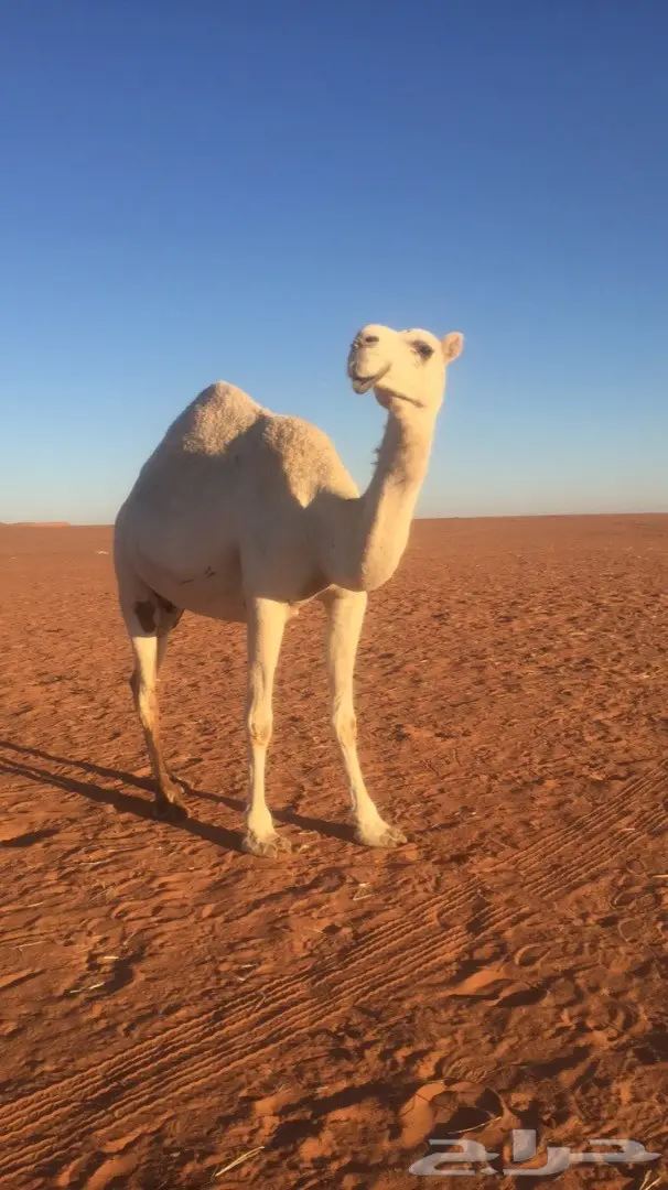 ناقه وضحا طيبه  (image 1)