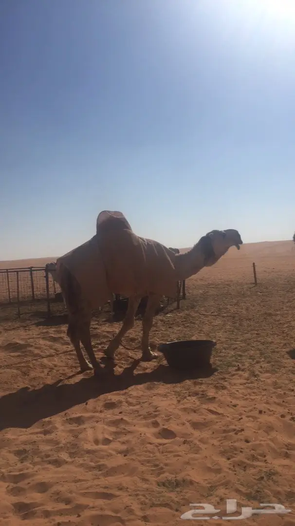 ناقه وضحا طيبه  (image 2)