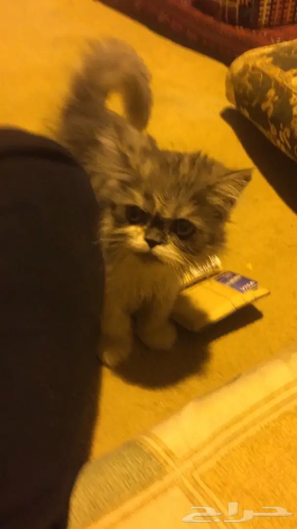 قطه ذكر وانثى للبيع 