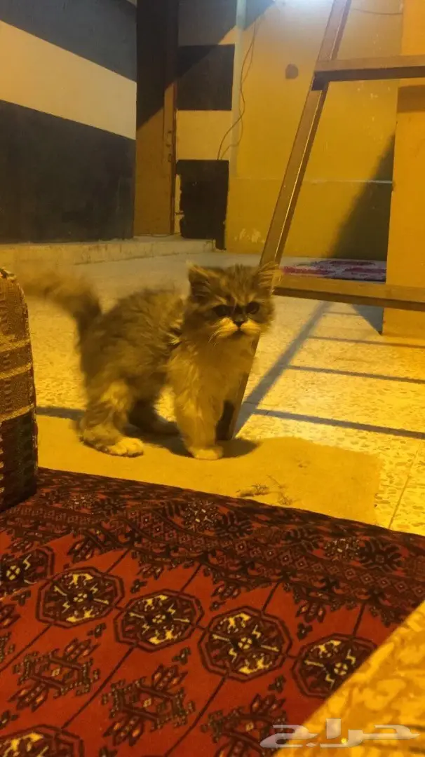 قطه ذكر وانثى للبيع  (image 1)