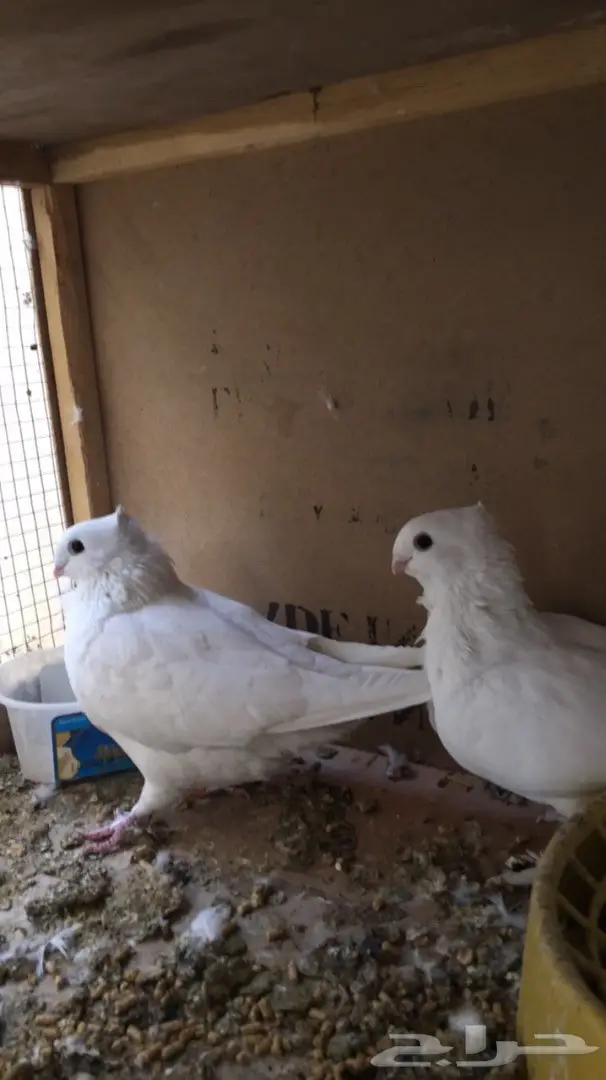 جوز حب رمان منتج