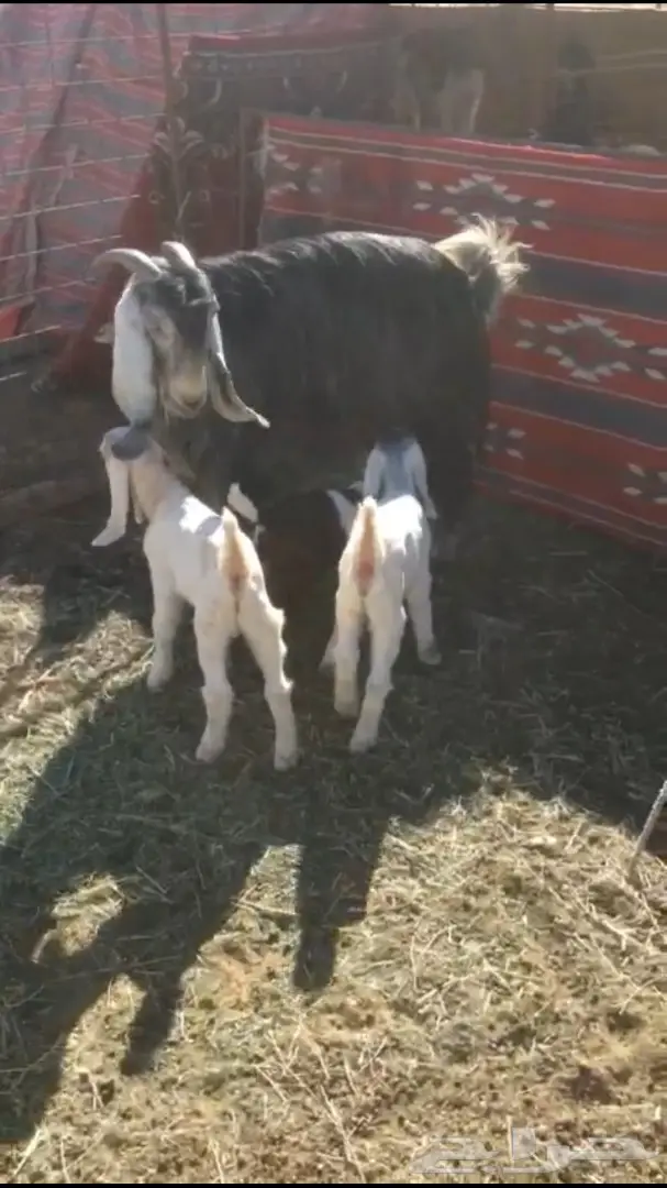 عنز شاميه معها ثلاثه 