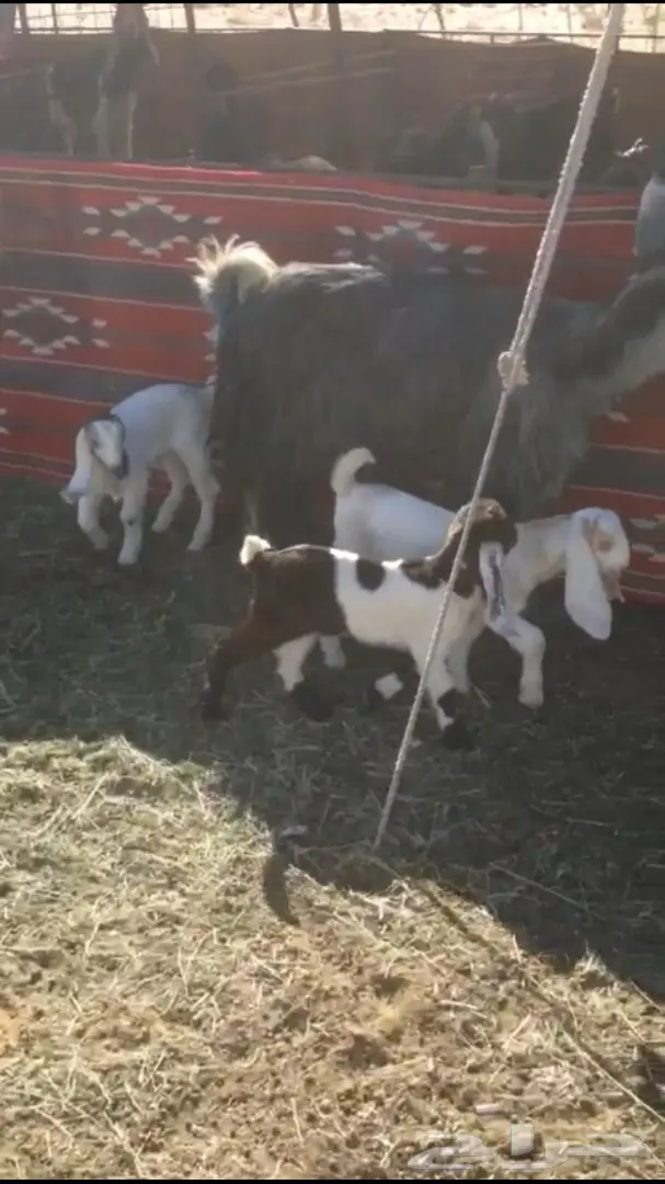 عنز شاميه معها ثلاثه  (image 1)