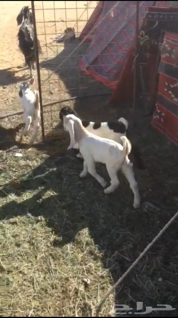 عنز شاميه معها ثلاثه  (image 2)