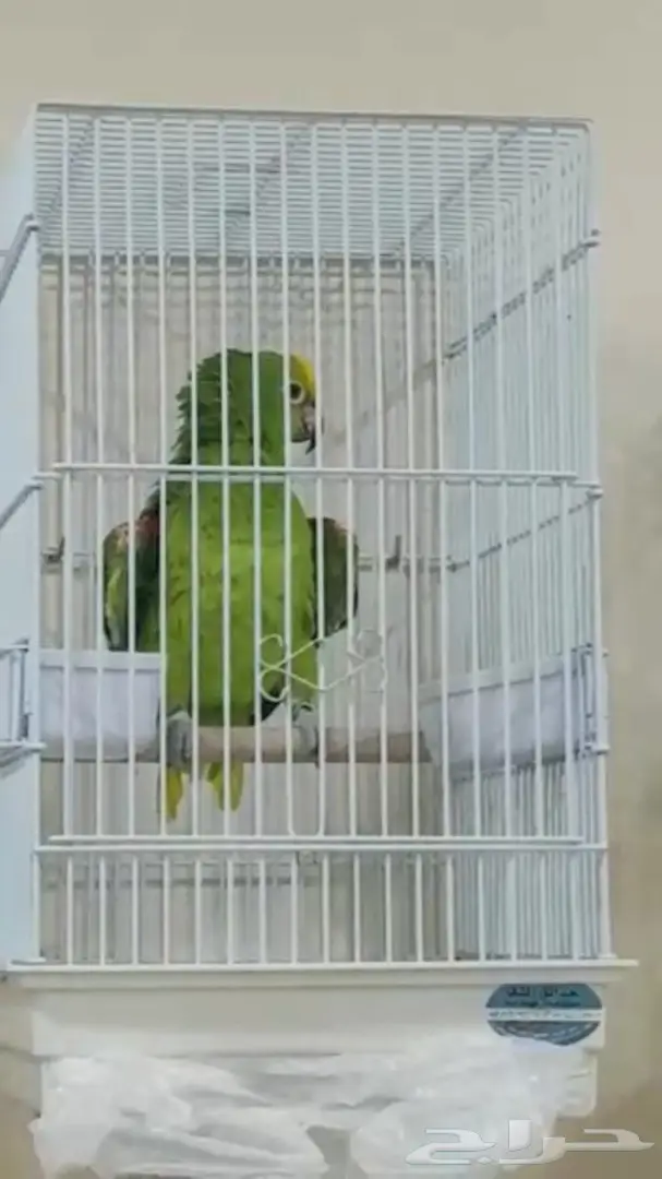ببغاء أمزوني متكلم (image 1)