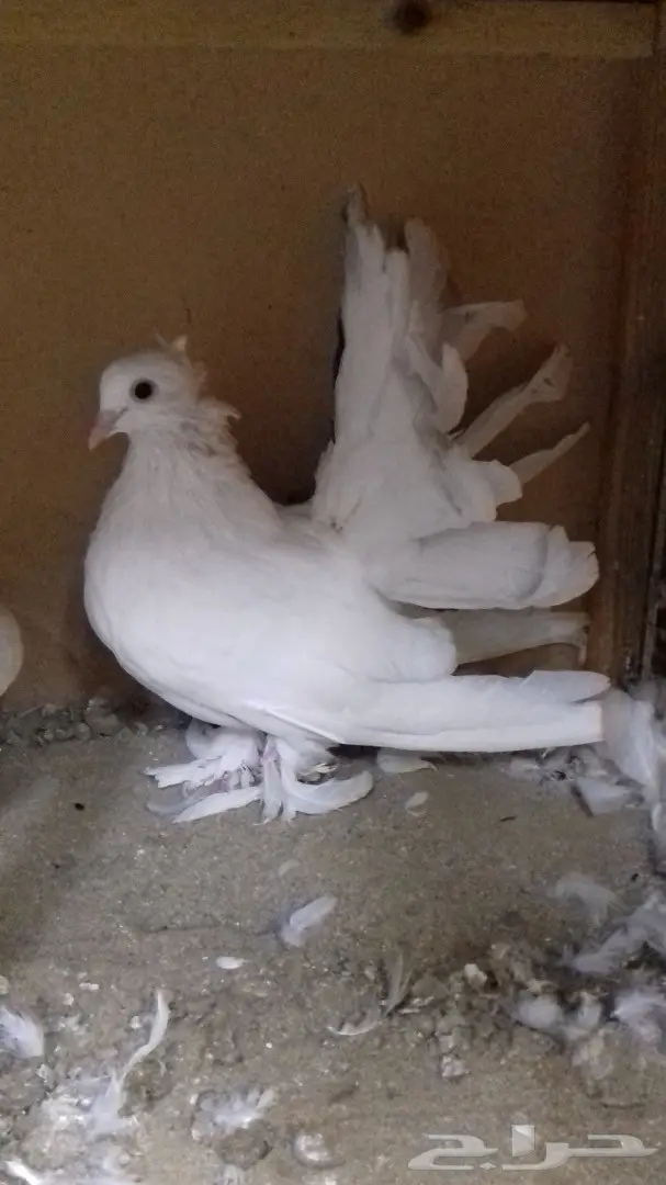 زوج شمسي امريكي معه فرخ (image 11)