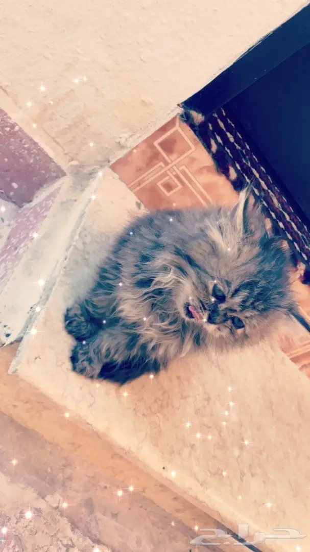 قطه شيرازي هاف تايقر العمر شهرين 