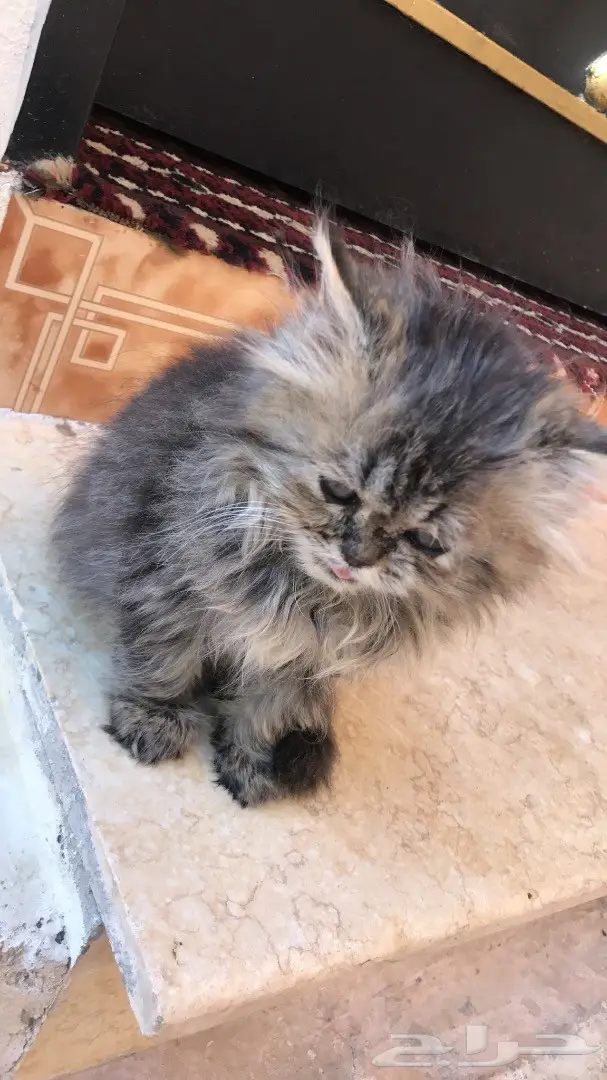 قطه شيرازي هاف تايقر العمر شهرين  (image 2)