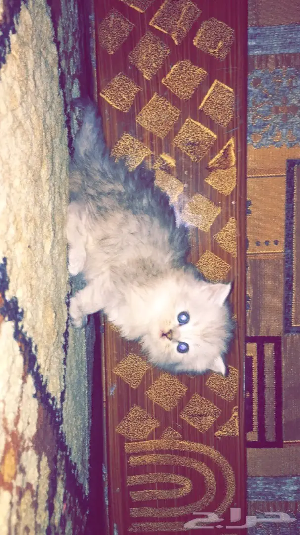 كيتن شنشيلا رهيب جدا (image 2)