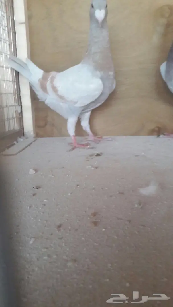 جوز هومر فاخر 