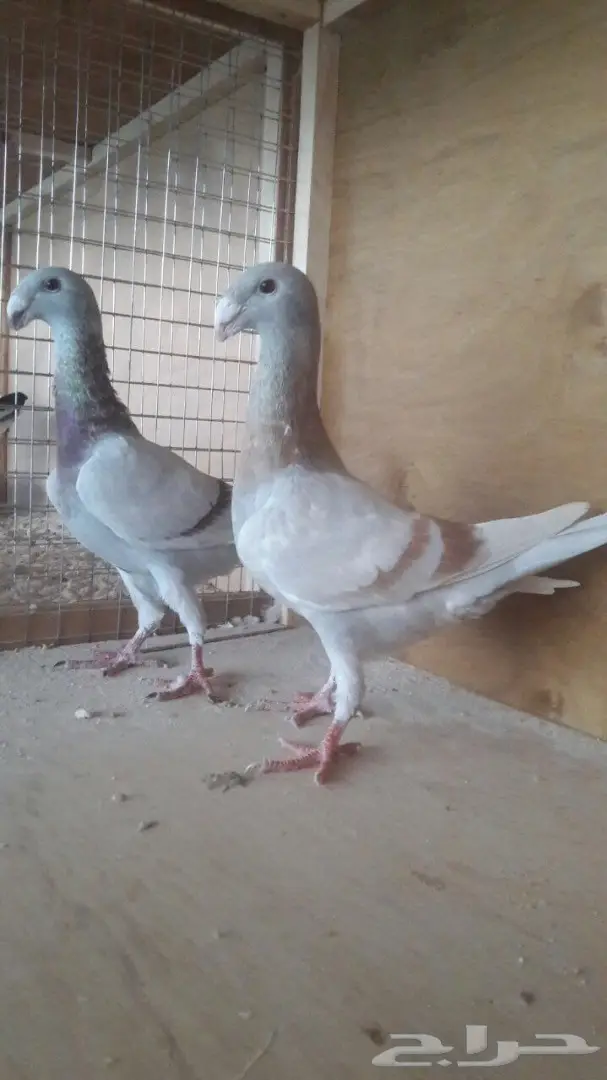 جوز هومر فاخر  (image 1)